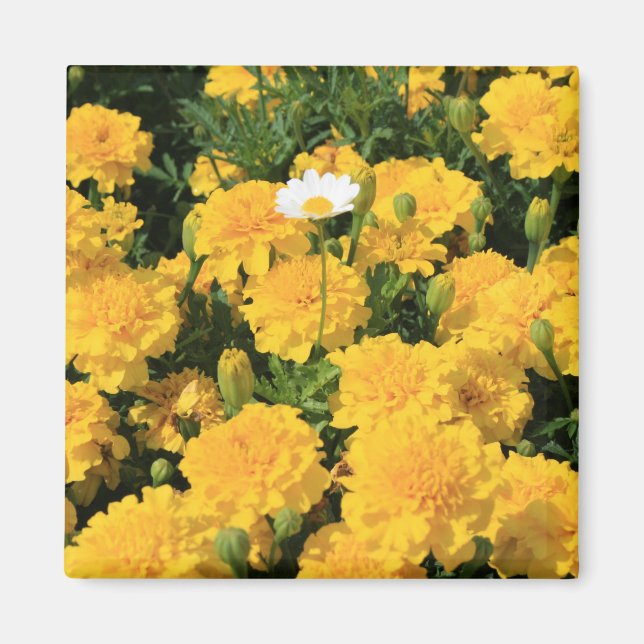 Marigold Blume und ein Daisy Blume Magnet (Vorne)