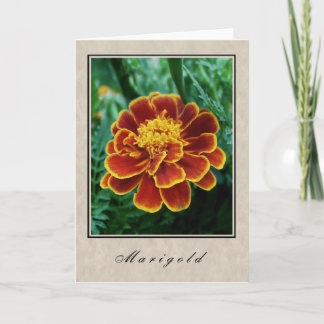 Marigold - Blumenserie Karte