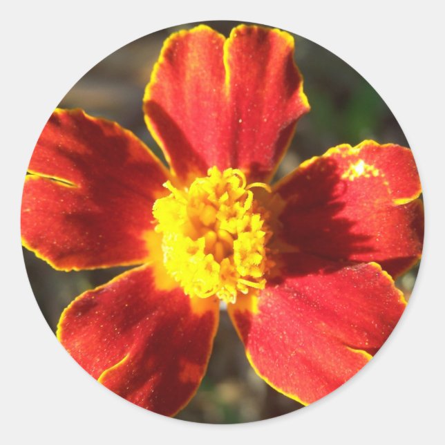 Marigold Flower Stickers (Vorderseite)