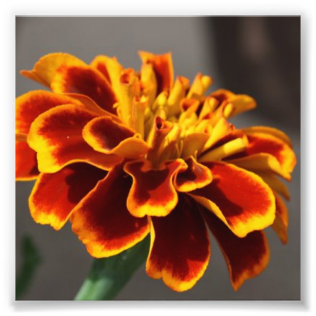 Marigold Fotodruck (Vorne)