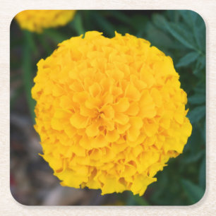 Marigold - Gelbe Blume - Untersetzer