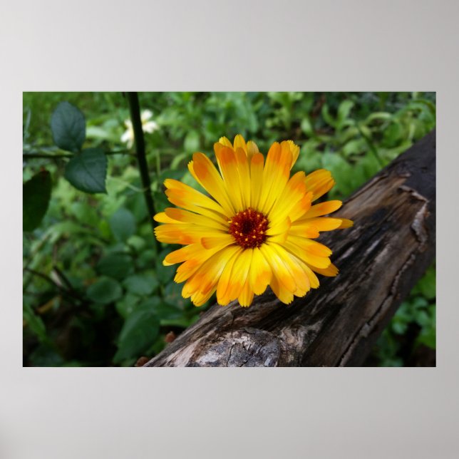 Marigold im Wald Poster (Vorne)