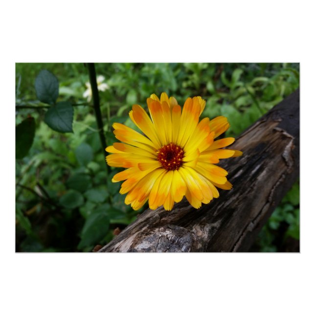 Marigold im Wald Poster (Vorderseite)