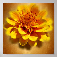 Marigold Joy
