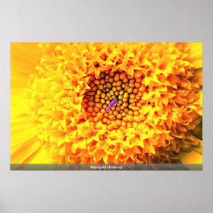 Marigold nah-up poster
