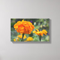 Marigold Orange Blume Naturfotografie Garten