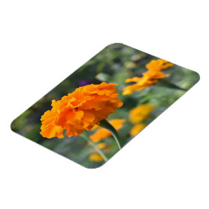 Marigold Orange Blume Naturfotografie Garten Magnet