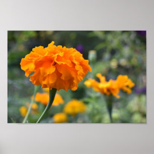 Marigold Orange Blume Naturfotografie Garten Poster