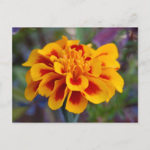 Marigold Postcard Postkarte