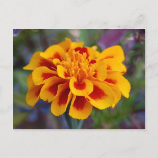 Marigold Postcard Postkarte