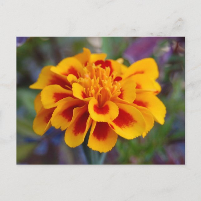 Marigold Postcard Postkarte (Vorderseite)