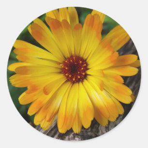 Marigold Runder Aufkleber