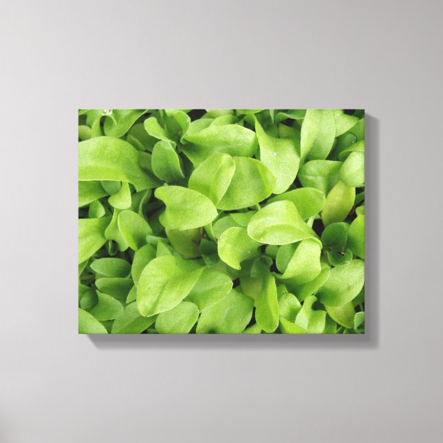 Marigold Seedlings Canvas Print Leinwanddruck (Vorderseite)