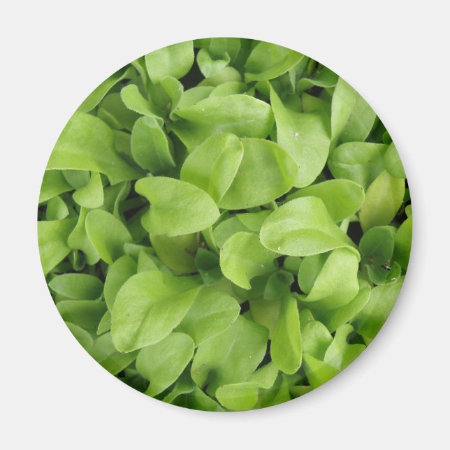 Marigold Seedlings Magnet (Vorne)