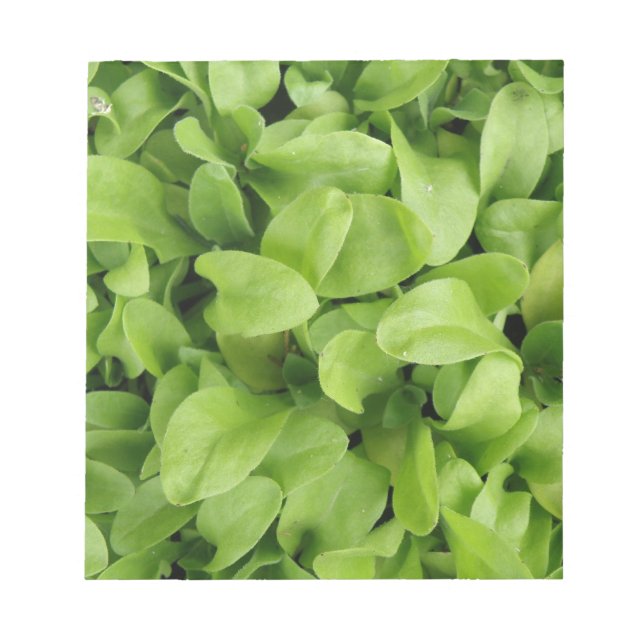 Marigold Seedlings Notepad Notizblock (Vorderseite)