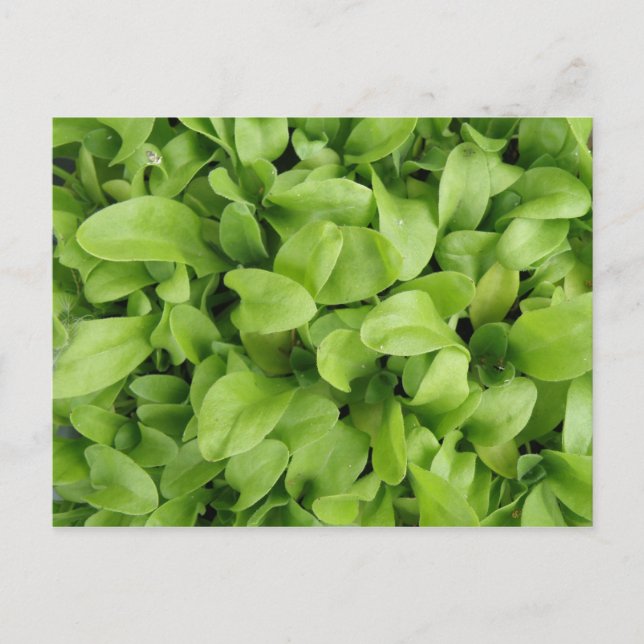 Marigold Seedlings Postcard Postkarte (Vorderseite)