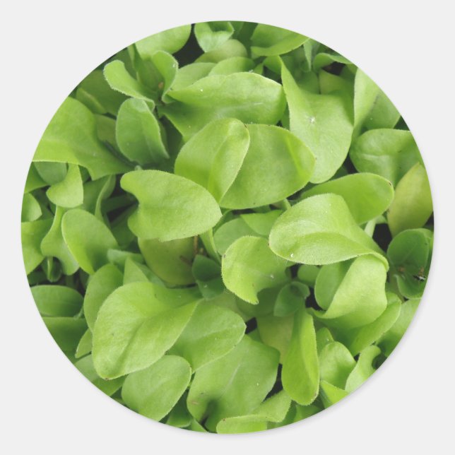 Marigold Seedlings Stickers (Vorderseite)