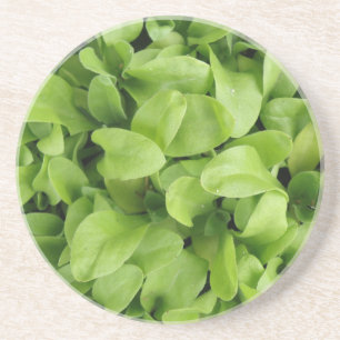 Marigold Seedlings Untersetzer