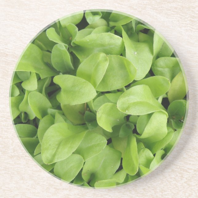 Marigold Seedlings Untersetzer (Vorne)