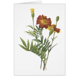 marigold(Tagetes sp.) von Redouté