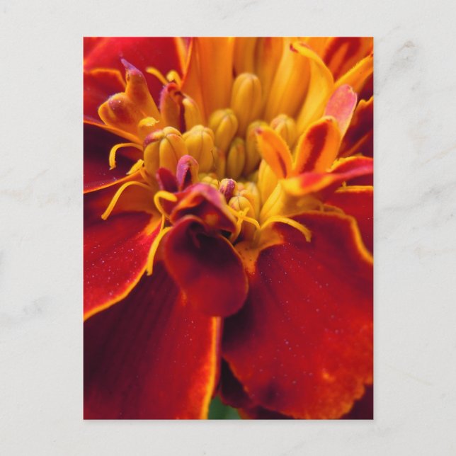 Marigold Up Nah Postkarte (Vorderseite)