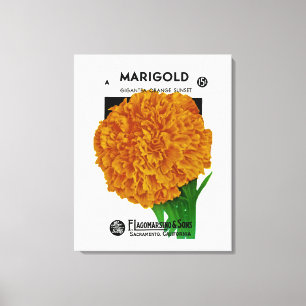 Marigold Vintag Seed Packet Leinwanddruck