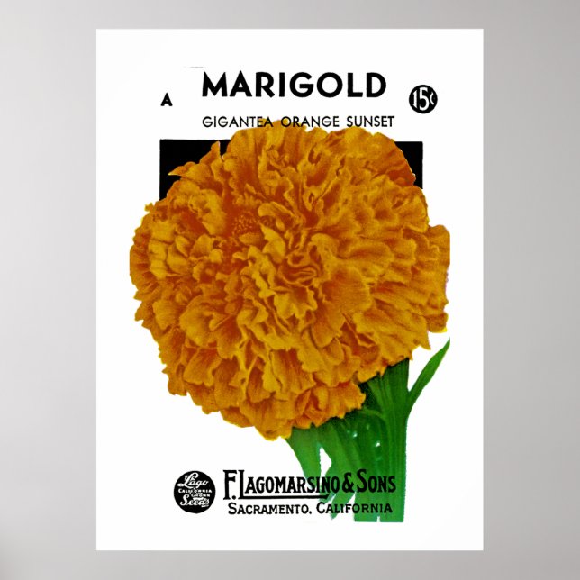 Marigold Vintag Seed Packet Poster (Vorne)