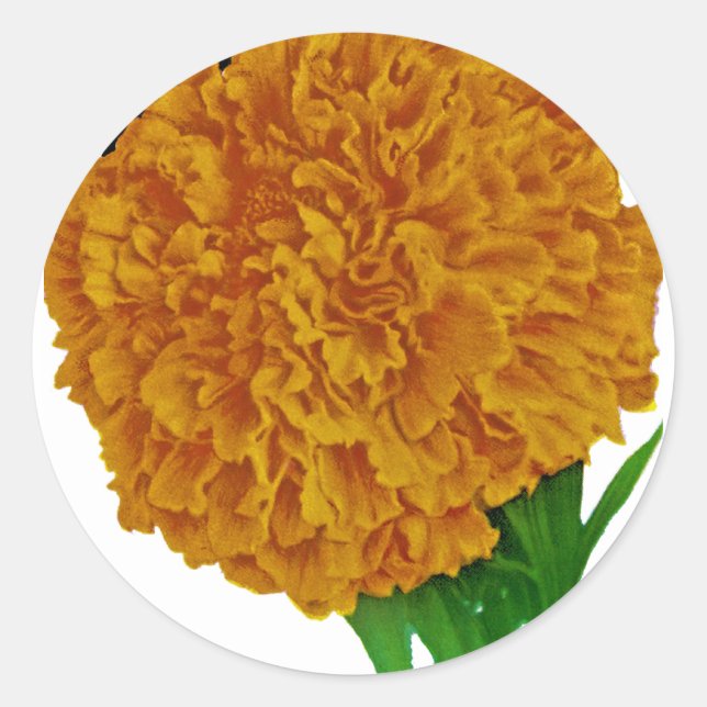 Marigold Vintag Seed Packet Runder Aufkleber (Vorderseite)