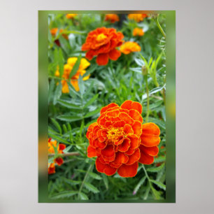 Marigoldfarben Poster