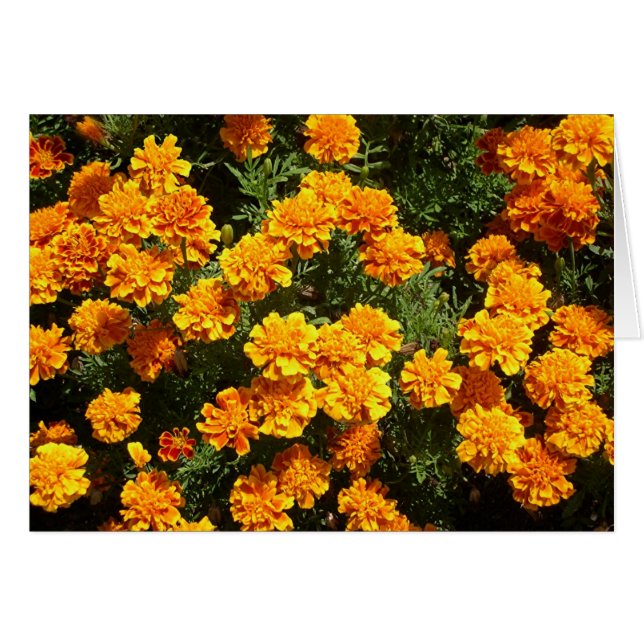 Marigolds (Vorderseite (Horizontal))