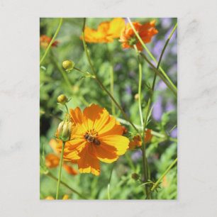 Marigolds # 6 postkarte
