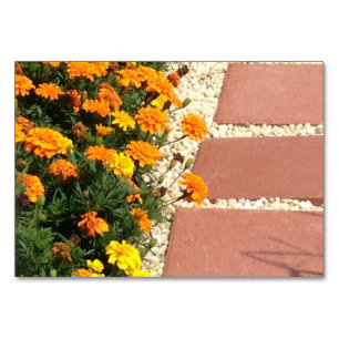 Marigolds Blume Patio Pavers Lesen von Flashcards Tischnummer