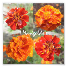 Marigolds