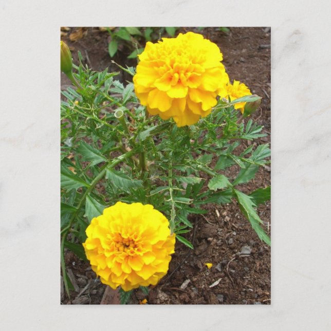 Marigolds Postkarte (Vorderseite)