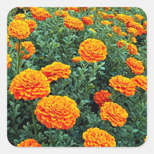 Marigolds Quadratischer Aufkleber