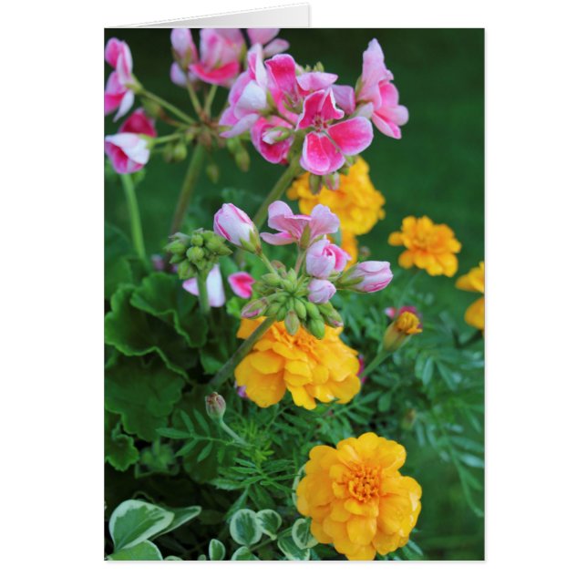 Marigolds und Geranium (Vorne)