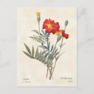 Marigolds Vintage botanische Illustration Postkarte