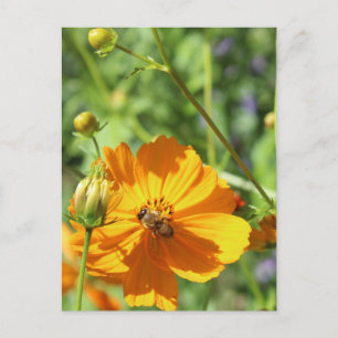 Marigolds w. Bee # 2 Postkarte