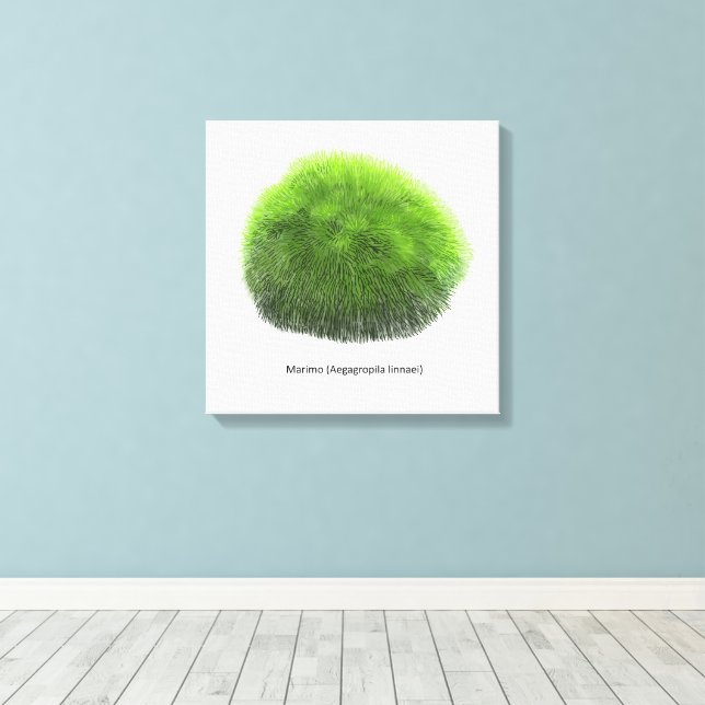 Marimo Moss Ball Hand Drawn Leinwanddruck (Insitu (Holzboden))