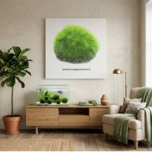 Marimo Moss Ball Hand Drawn