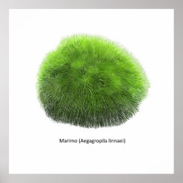Marimo Moss Ball Hand Drawn Poster