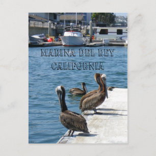 Marina Del Rey Belicans Postcard! Postkarte