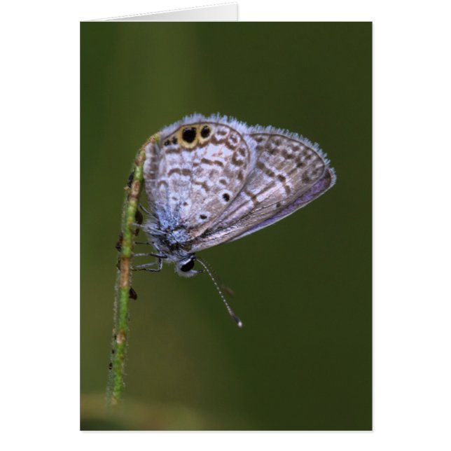 Marine Blue Butterfly (Vorne)