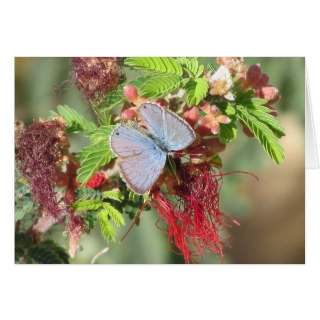 Marine Blue Butterfly (Vorderseite (Horizontal))