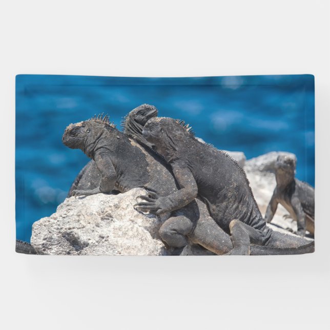 Marine Iguana Banner (Horizontal)