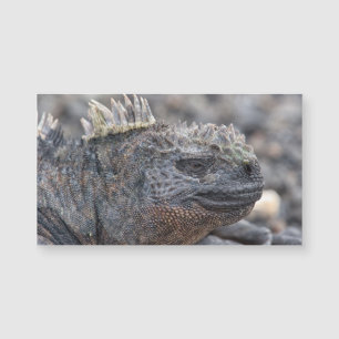 Marine Iguana Magnetkarte