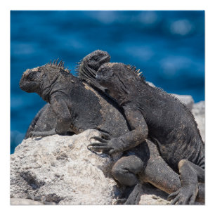 Marine Iguana Poster