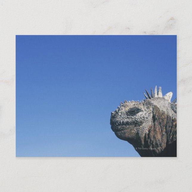 Marine Iguana Postkarte (Vorderseite)
