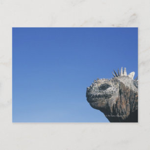 Marine Iguana Postkarte