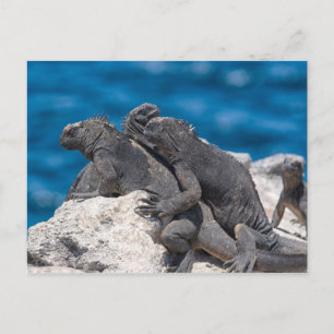 Marine Iguana Postkarte